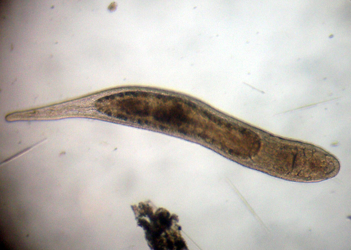Turbellari